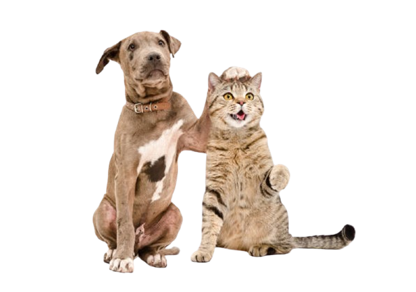 reiki dieren - handen