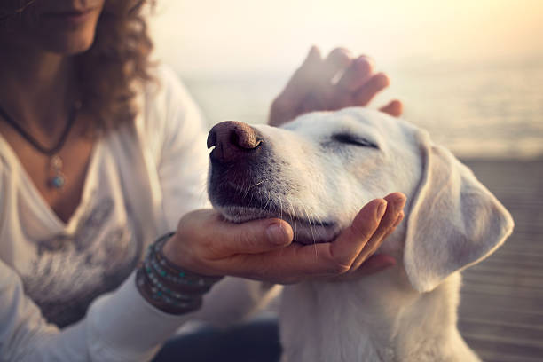 reiki hond