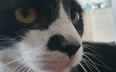 Kater Figaro en een onverwachte gast