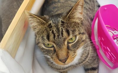 Boef de poes doet haar naam eer aan