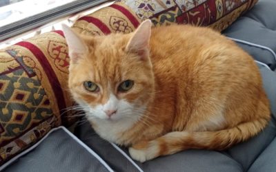 Annie overleed aan asbest