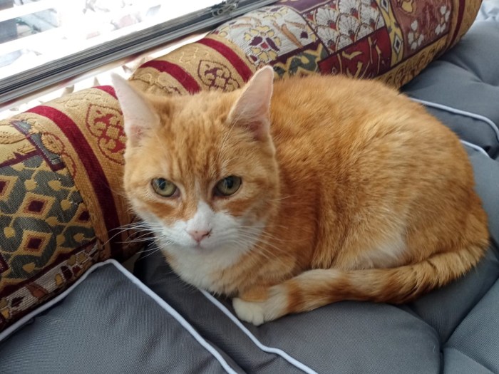 Reading poes annie