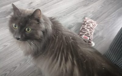 Reading met kater Timo van 18,5 jaar