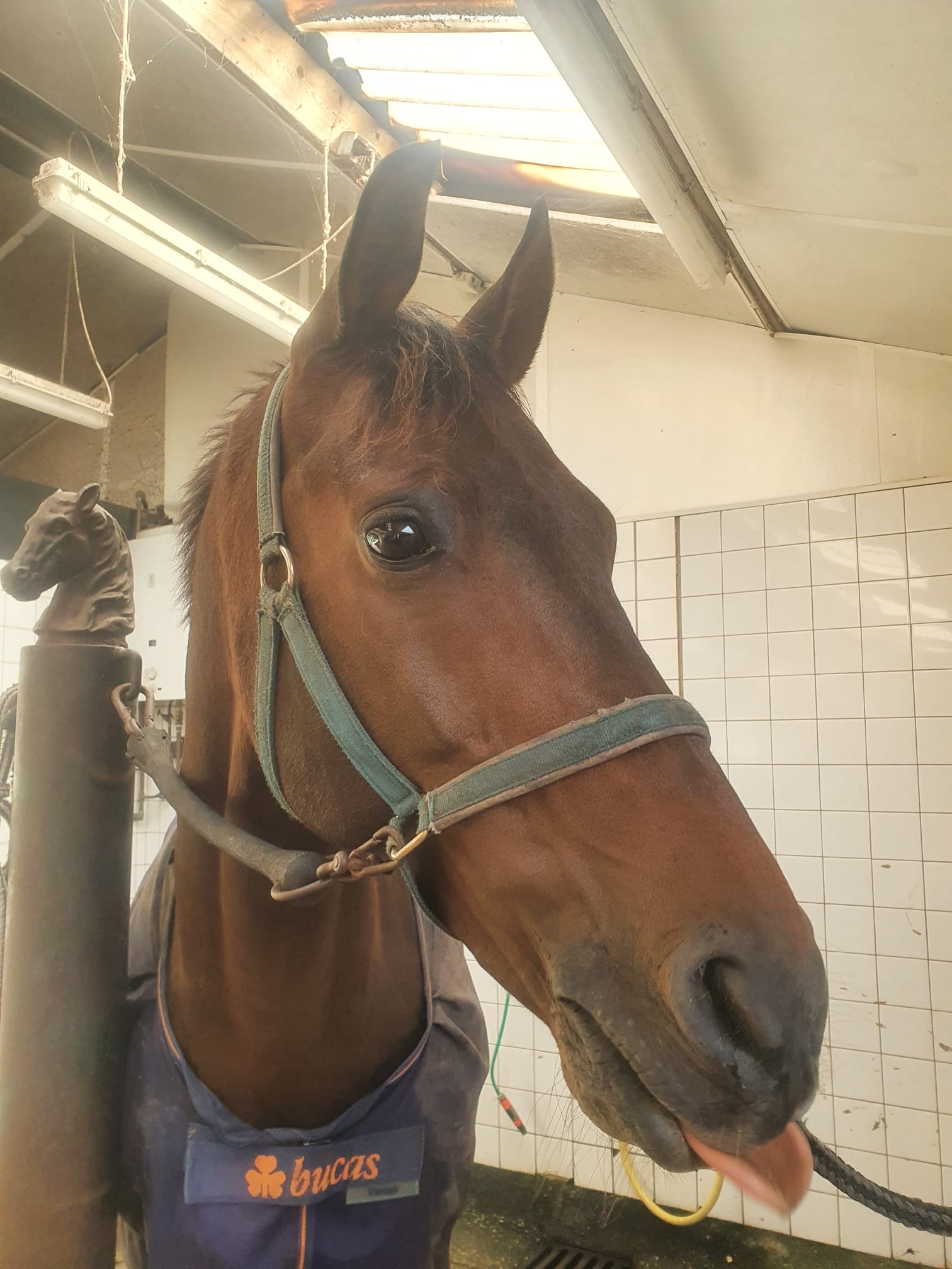 Energetische behandeling voor paard bij Healing Spirits – holistische begeleiding en dierentolk voor paarden en kleine huisdieren
