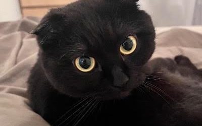 Pumba de kater kan niet zonder zijn vrouwtje