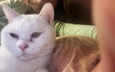 Zena de moederpoes heeft wat problemen met haar dochter Milou
