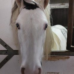 Het vrouwtje van Woody het paard, staat voor een moeilijke beslissing…