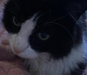 Bailey de kater heeft wat last van ouderdomsklachten…..