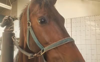 Waarom kijkt O’Handsome het paard zo droevig en bezorgd?