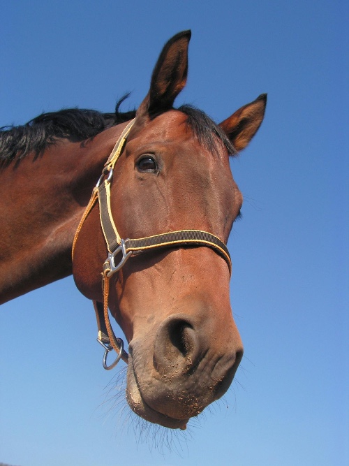 NEI-sessie voor dieren waarin onderliggende emoties, stress of gedragspatronen op een zachte manier worden opgespoord en in balans gebracht
