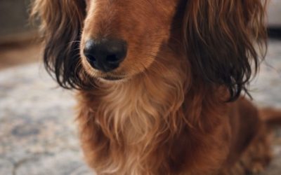 🐾 Rugklachten bij honden en een holistische aanpak – Healing Spirits