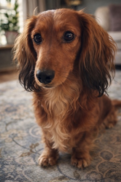  Hond met rugklachten zoals hernia, ligt voorzichtig en beweegt beperkt door pijn in de onderrug, illustratie van lichamelijke spanning en verminderde mobiliteit bij honden  .