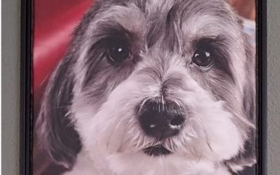 Sjakie het hondje met toch al een rugzakje is in diepe rouw..