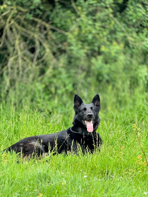Energetische behandeling voor paard bij Healing Spirits – holistische begeleiding en dierentolk voor paarden en kleine huisdieren